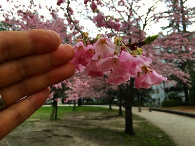 宮城県仙台市錦町公園の桜