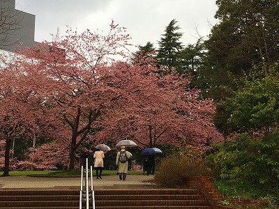 宮城県仙台市錦町公園の桜