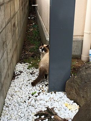Img_57560412 ネコ