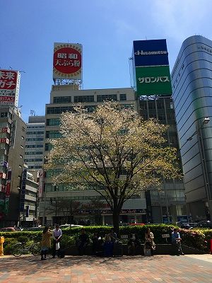 Img_57920416 東京駅の葉桜