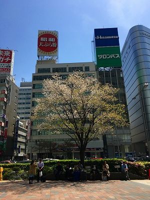 東京駅の葉桜