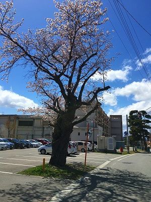 神町小学校の桜