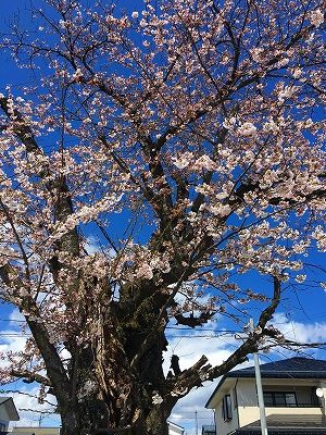Img_58520418 神町小学校の桜の木