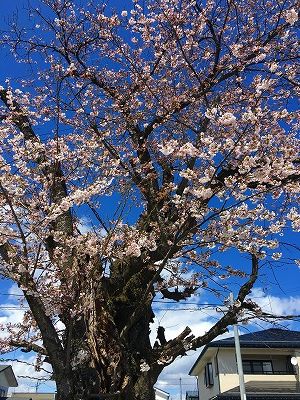 神町小学校の桜の木