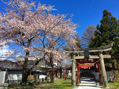 若木神社の桜