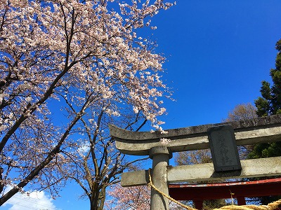 若木神社の桜