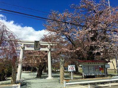 板垣神社の桜です