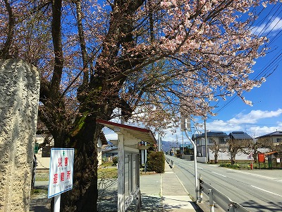 板垣神社の桜