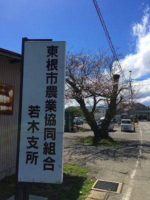 東根市農業組合若木支所の桜