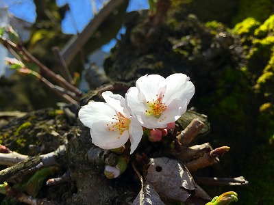 老木の桜