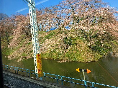 霞城公園の桜