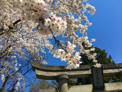 若木神社の桜