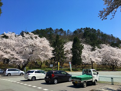 若木山と桜