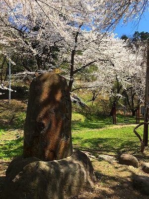 草木塔と桜