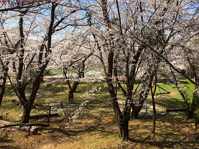 Img_59970424 若木公園の桜
