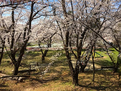 若木公園の桜