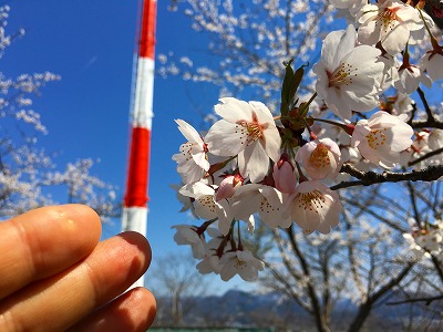 若木山山頂の桜