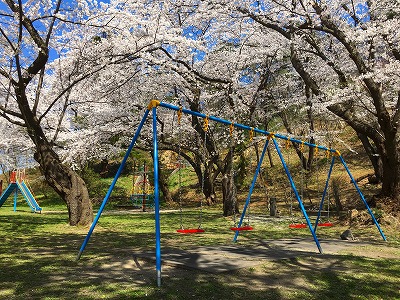 すべり台と桜