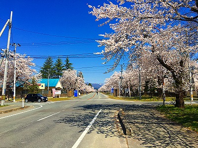 駐屯地前の桜