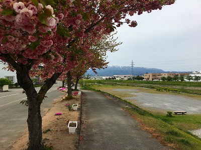 八重桜と野川、月山