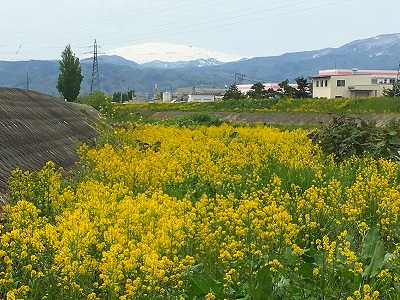 菜の花と月山