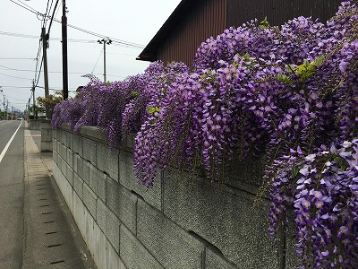 Img_62650509 藤棚