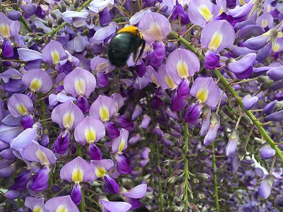 藤の花と熊ん蜂