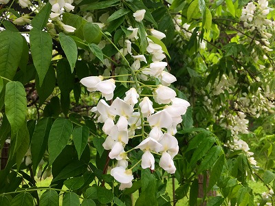 Img_62720511 藤の花