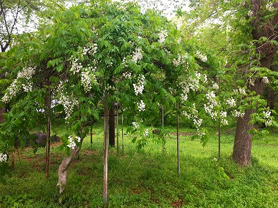 藤の花