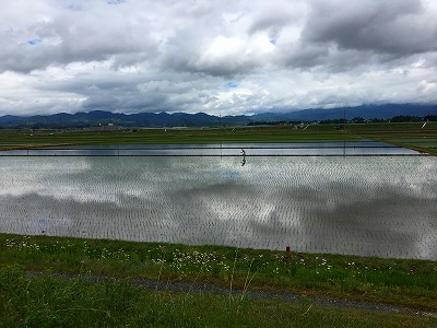 大石田の田んぼ