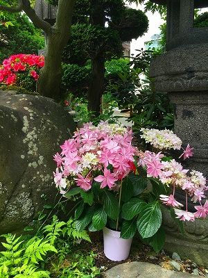 Img_65530530 紅いツツジと石灯籠