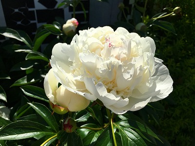 Img_6526 芍薬の花