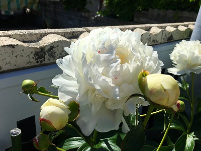 Img_6527 芍薬の花