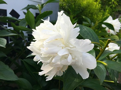 Img_67240607 芍薬