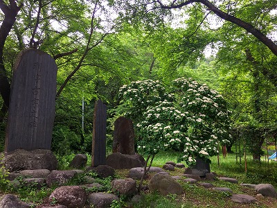 ミズキ咲く若木山公園