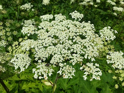 ウドの花