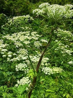 シシウドの花