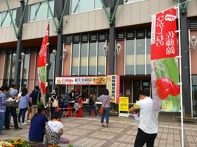 観光果樹園のさくらんぼ狩りの行列