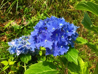 猿羽根山の紫陽花