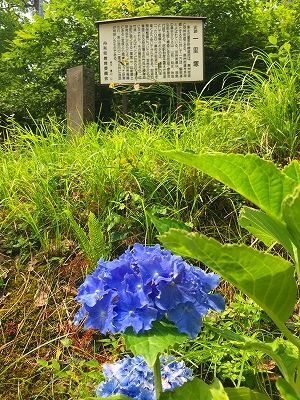 羽州街道一里塚跡に咲いた紫陽花