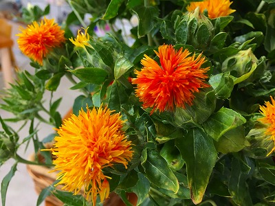 Img_73210710 紅花