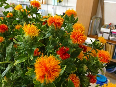 Img_73220710 紅花