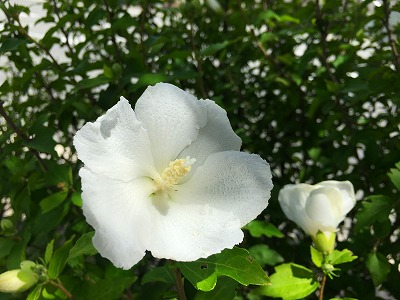 芙蓉の花