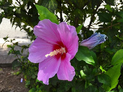 Img_77730802 芙蓉の花