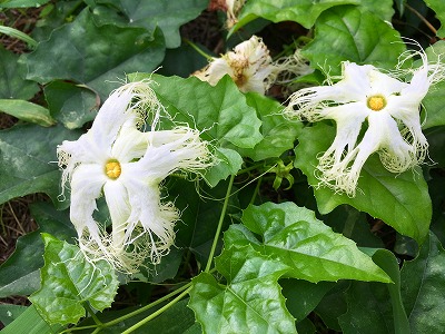 烏瓜の花