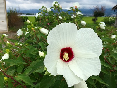 芙蓉の花