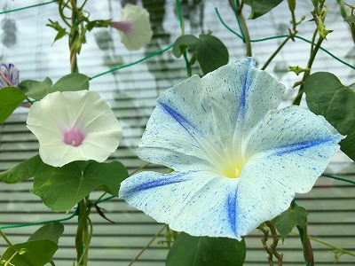 Img_80080816 朝顔