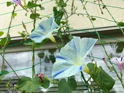 Img_80090816 朝顔