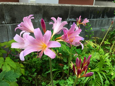 Img_80140817 夏水仙