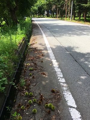 Img_81010822 栗